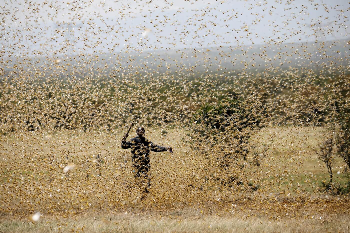 Five things you need to know about the locust outbreak